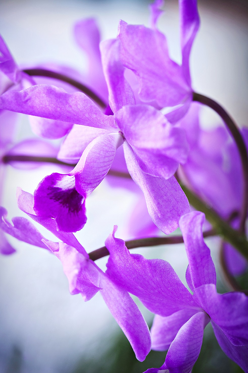 Helppohoitoinen Guarianthe bowringiana menestyy ikkunalla.