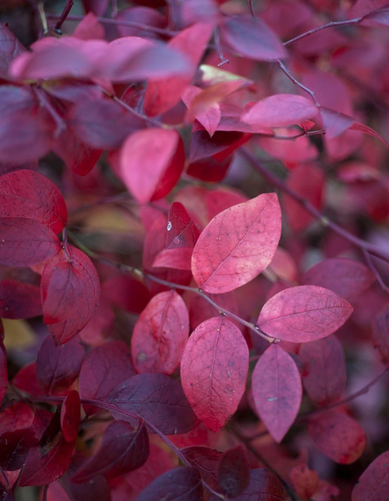 Pensasmustikka punastelee syksyisin. Mitä aurinkoisempi kesä, sitä helakampi väri.