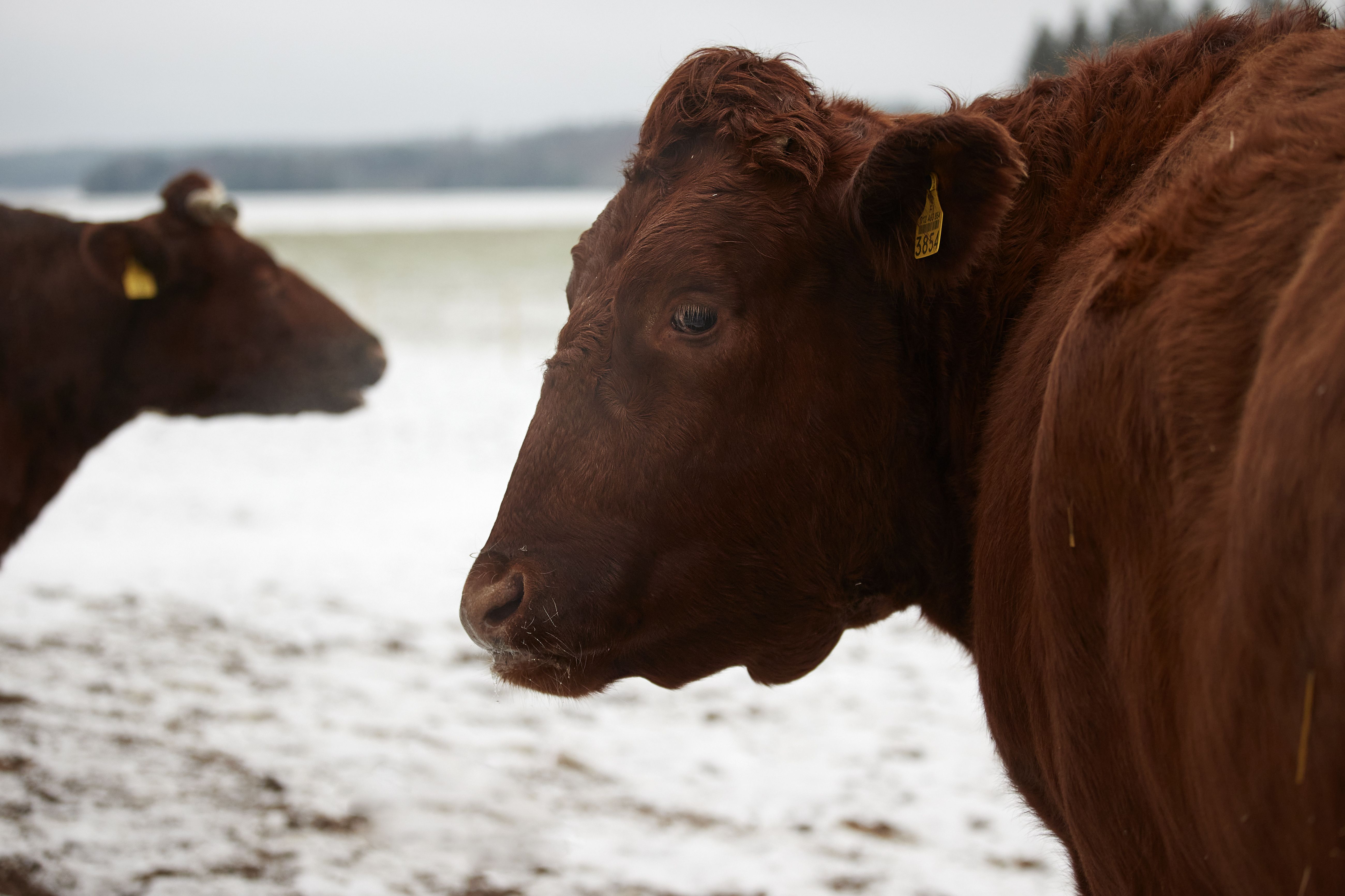Konsti ja Vippa-emo ovat asuneet Tuulispäässä kuusi vuotta.