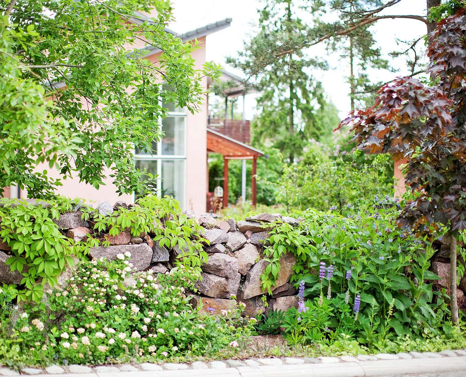 Tonttia reunustaa kiviaita, jota pitkin kasvaa villiviini. Heidi on istuttanut kasveja myös aidan ulkopuolelle.