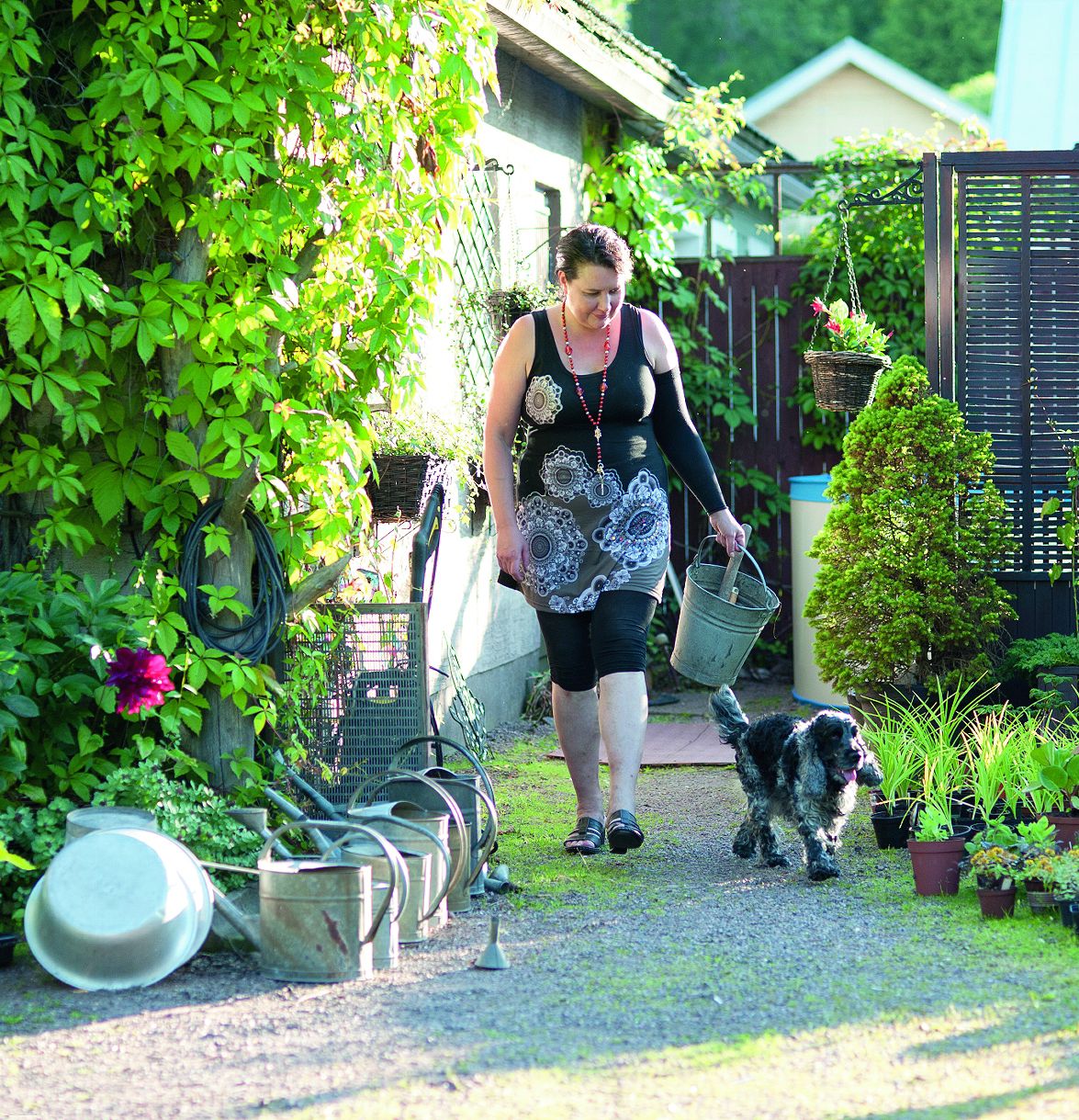 Onni-koira seuraa emäntäänsä pihapuuhissa.