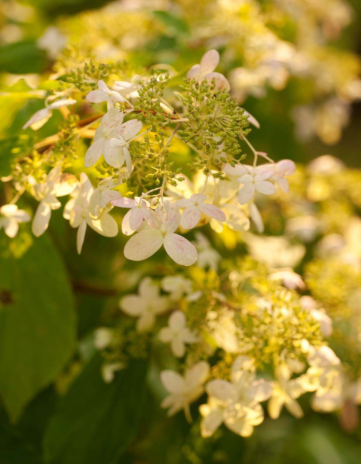Pitkään kukkivan mustilanhortensian kukat ovat kuin pitsiä.
