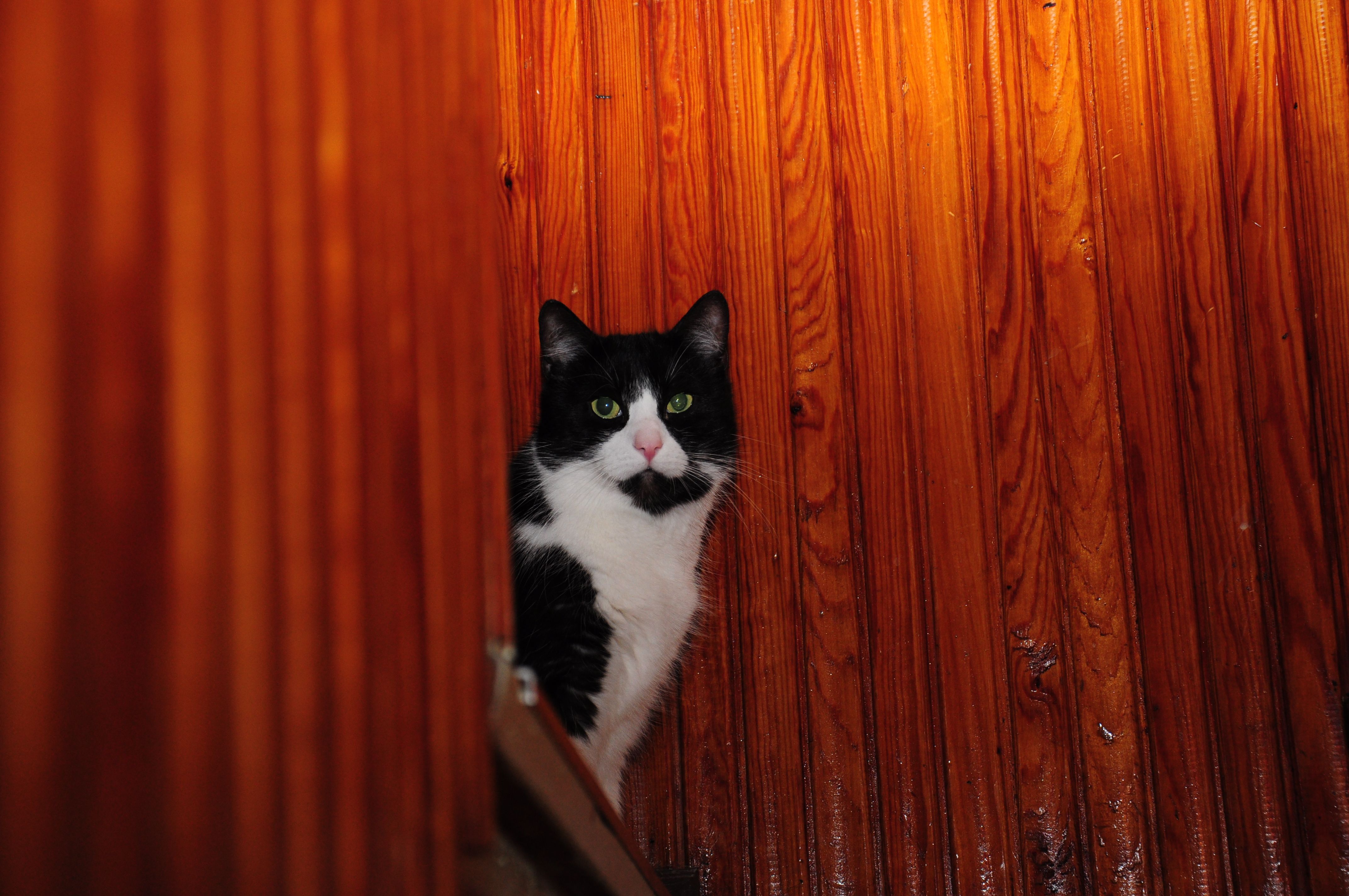 Valtu, 12, on ikääntynyt herrasmies, joka ei tee itsestään numeroa, kunhan perushuolto pelaa. Silityksiä, ruokaa, vessanpuhdistuspalvelut – muuta kypsän iän kolli ei kaipaa. Valtun viisaasta katseesta aistii elämänkokemusta, josta nuoremmat voivat vain haaveilla. Valtun ihminen on toimittaja Anna Pihlajaniemi.