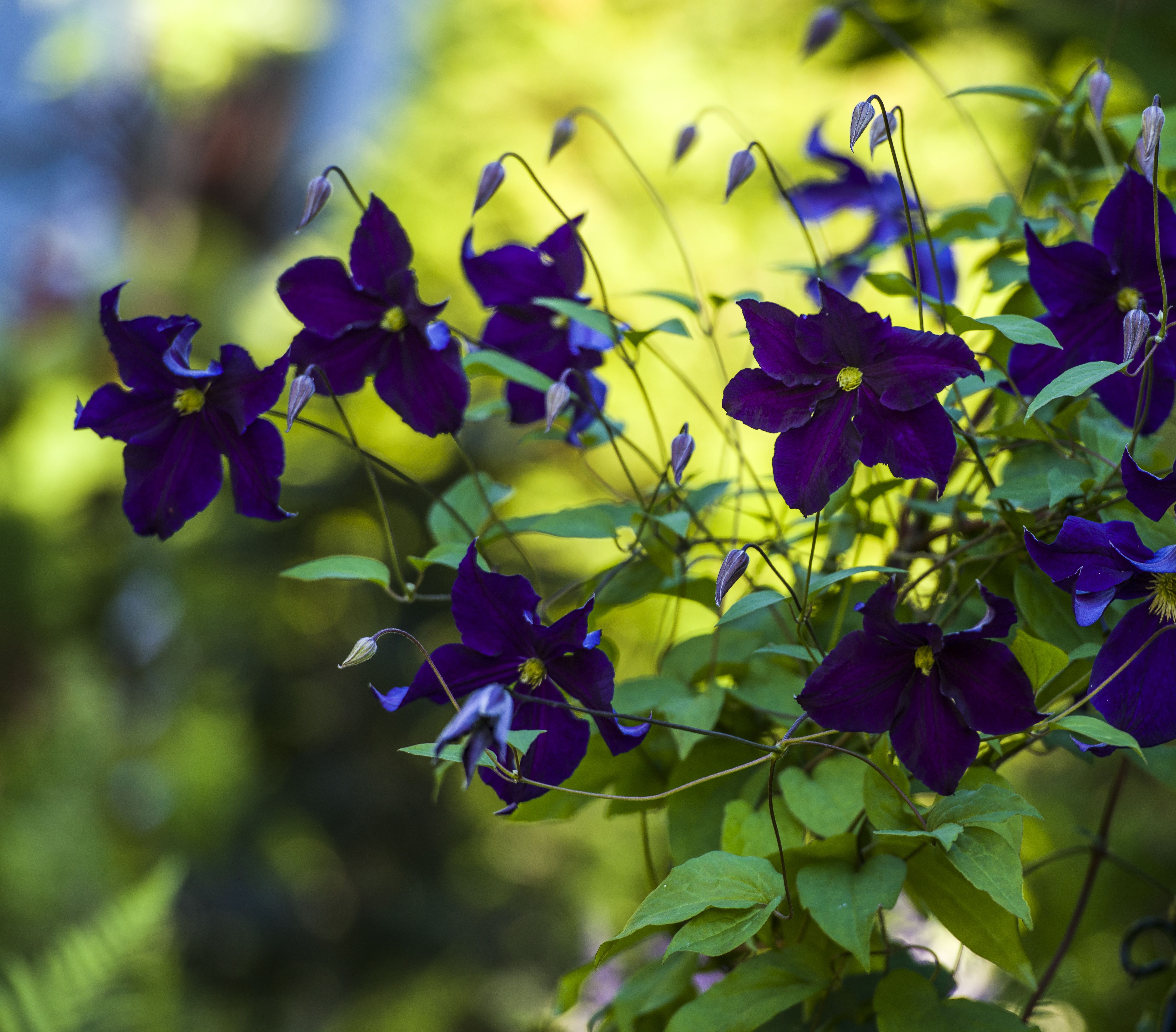 Clematis Viola kukkii rantasaunan takana.