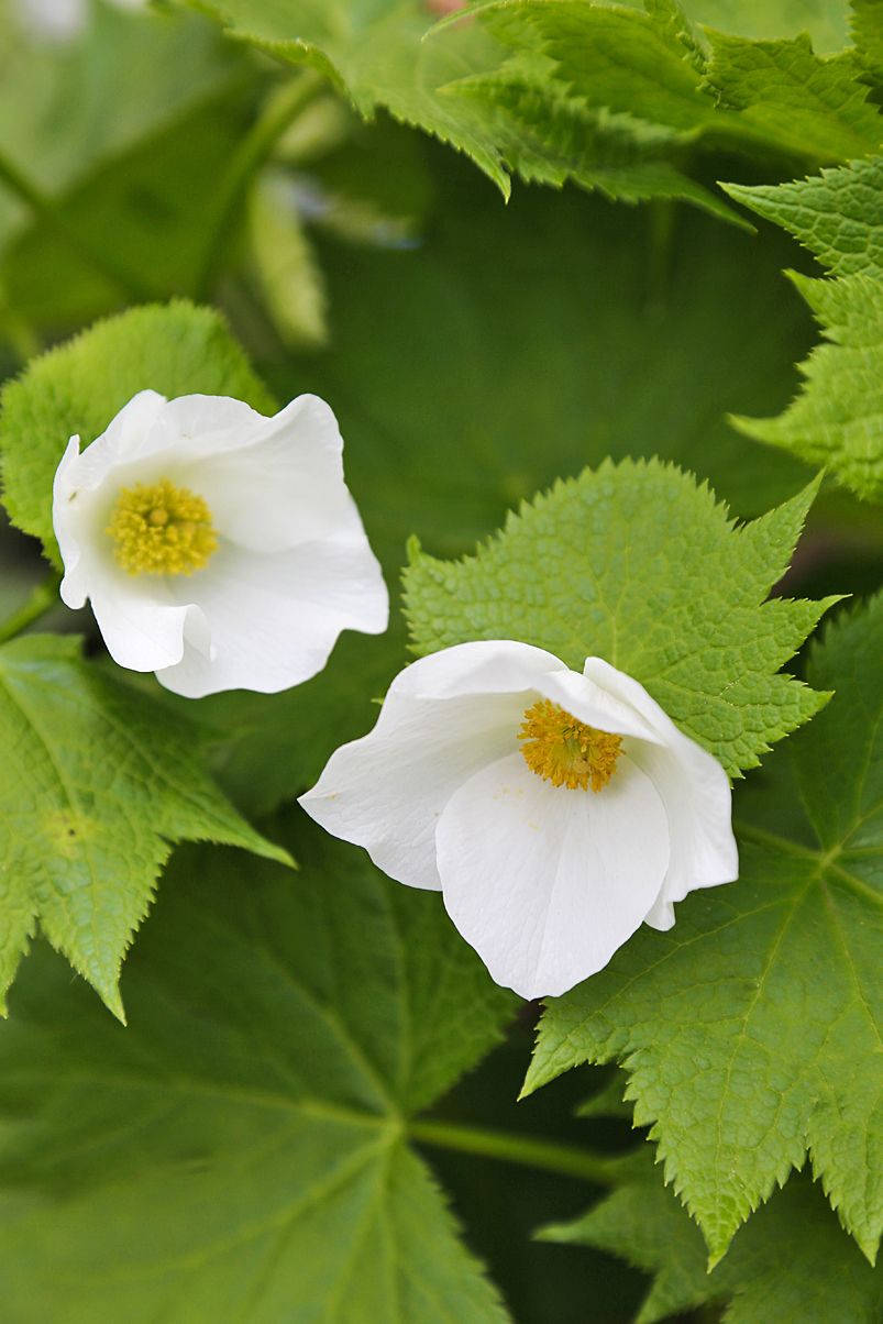 Sinikämmen on monen kasviharras­tajan himoitsema erikoisuus. Siskolla on sen harvinaisempi valkoinen muoto. 