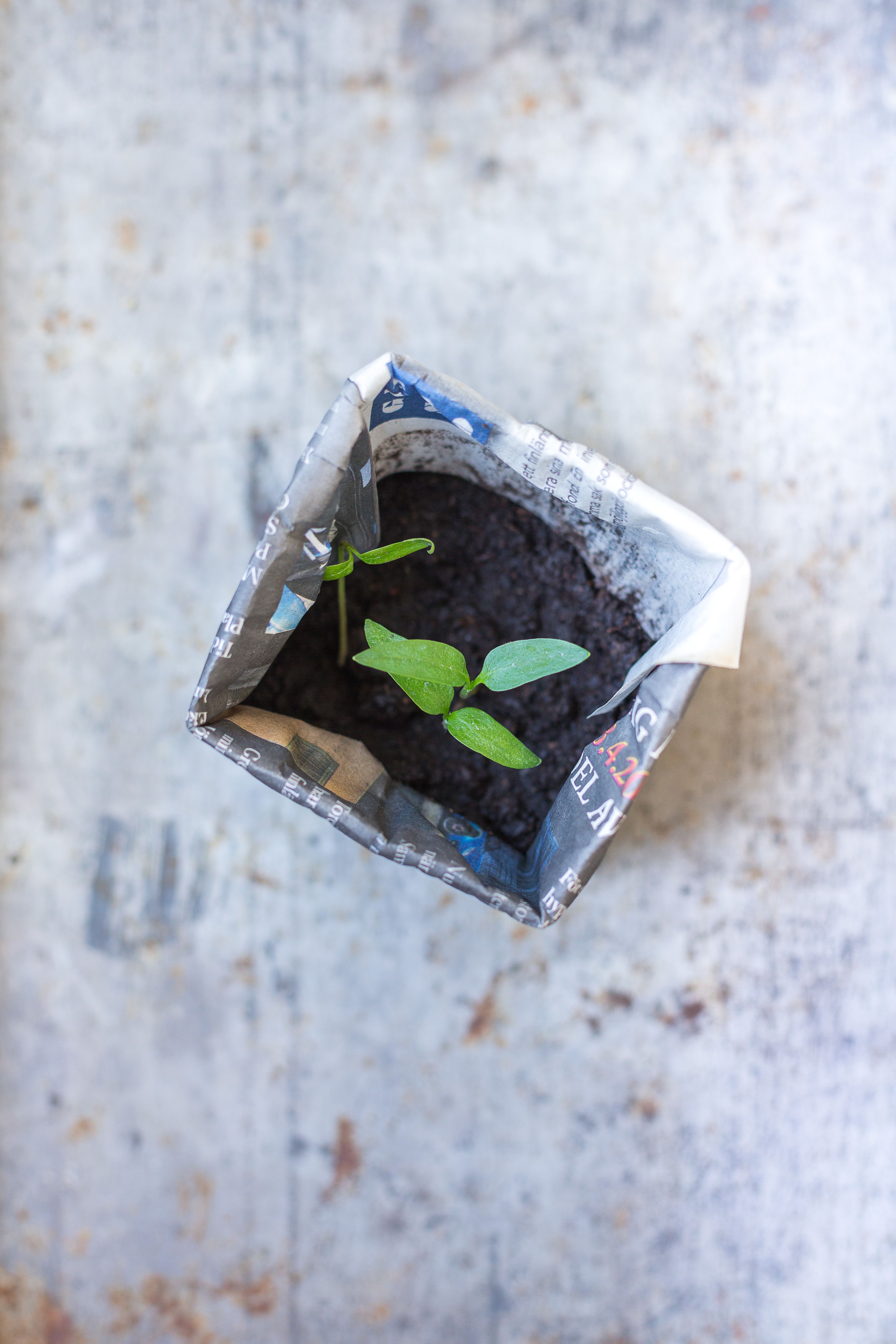 Taimiruukun voit taitella sanomalehtipaperista. Muotiksi sopii vaikka maitotölkki.