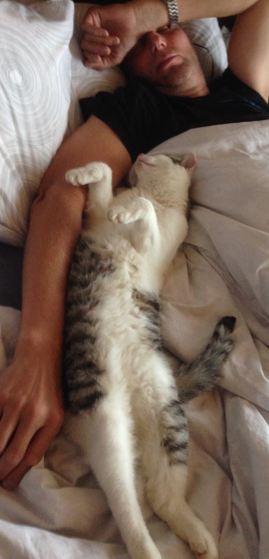 ”Kielo, nimestään huolimatta, on poikakisu, joka viihtyy kainalossa melkein joka yö. Saunoo mielellään eikä hätkähdä kovistakaan löylyistä.” Kielon kamu